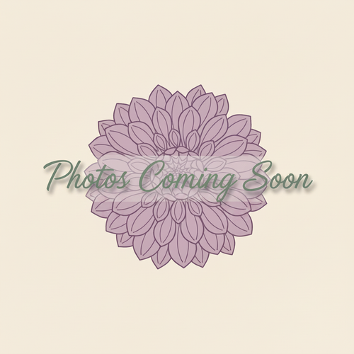 Photos coming soon — Magic Valley Flowers dahlia tuber placeholder